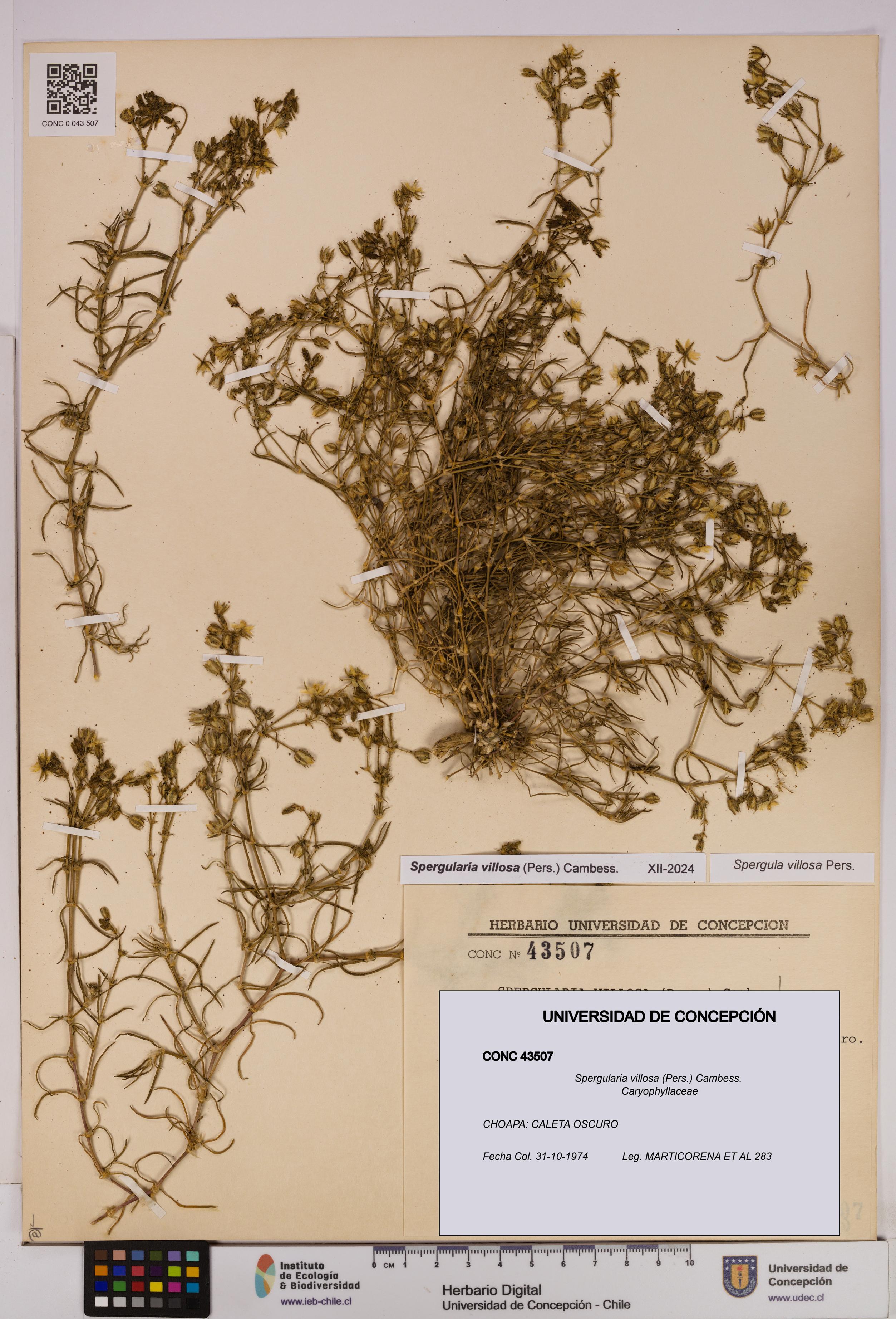 Spergularia villosa [Espécimen: UDEC:CONC:0043507]