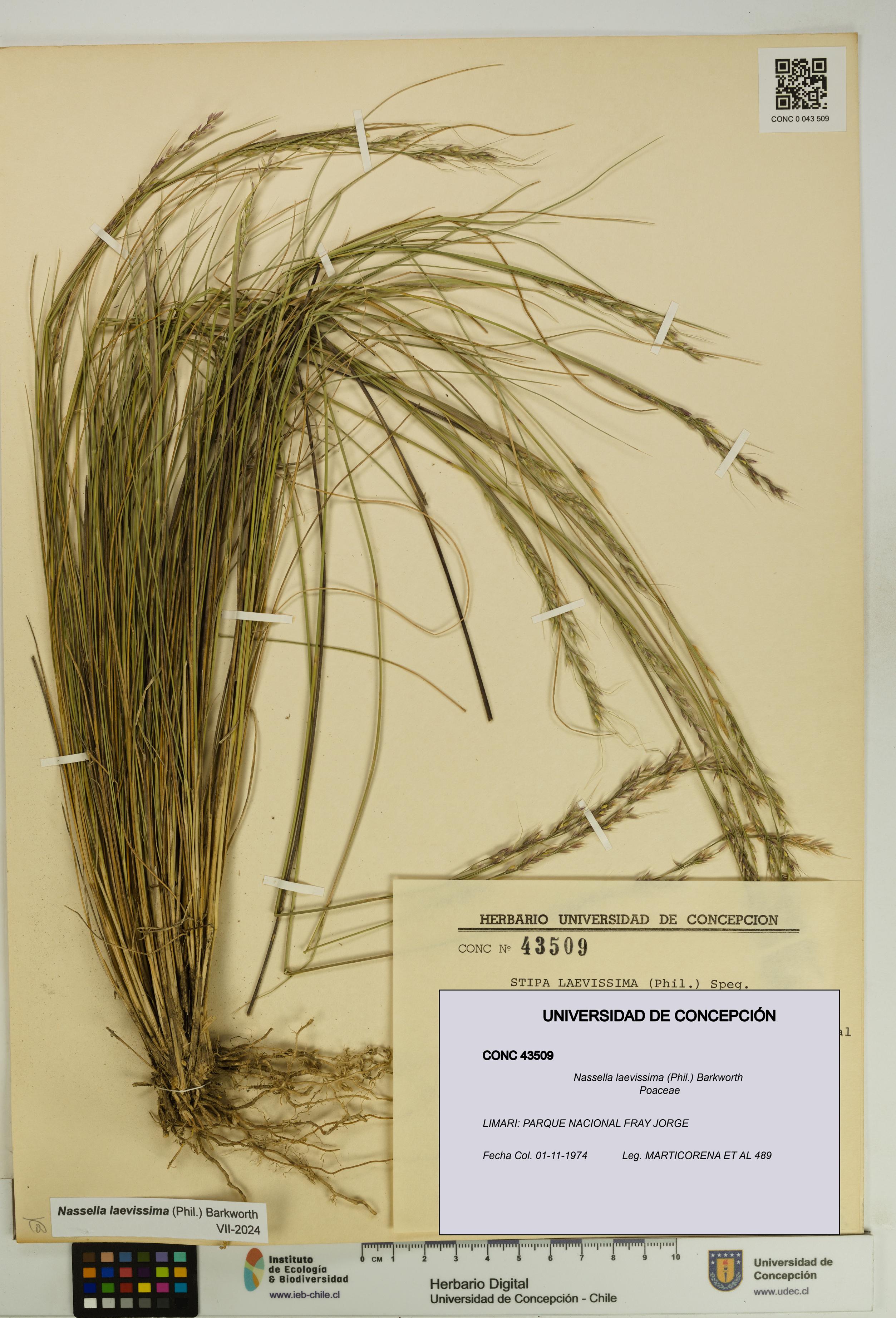 Nassella laevissima [Espécimen: UDEC:CONC:0043509]