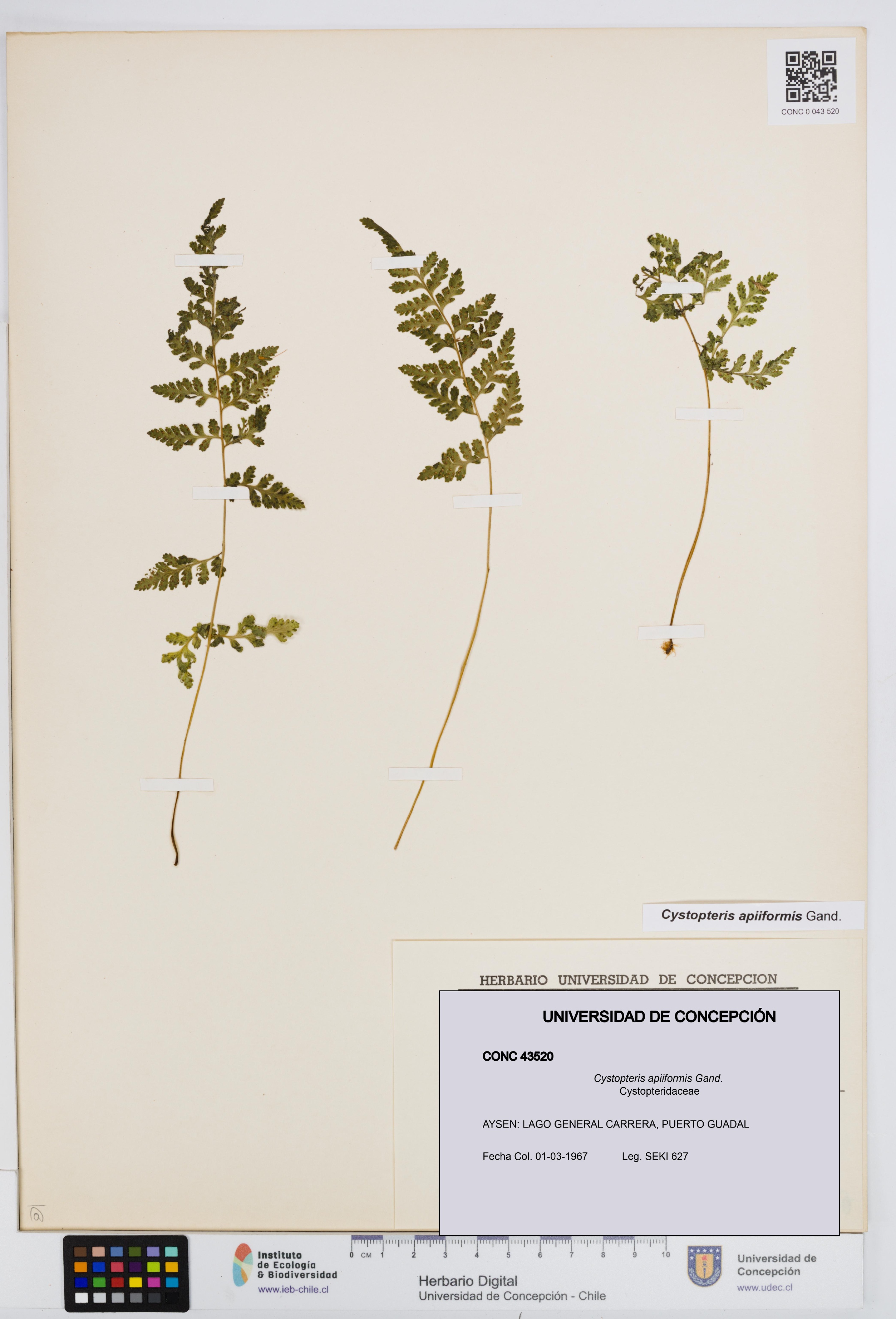 Cystopteris apiiformis [Espécimen: UDEC:CONC:0043520]