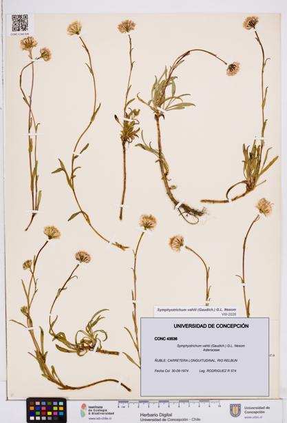 Symphyotrichum vahlii [Espécimen: ]