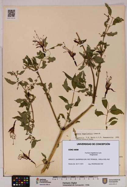 Fuchsia magellanica [Espécimen: UDEC:CONC:0043538]