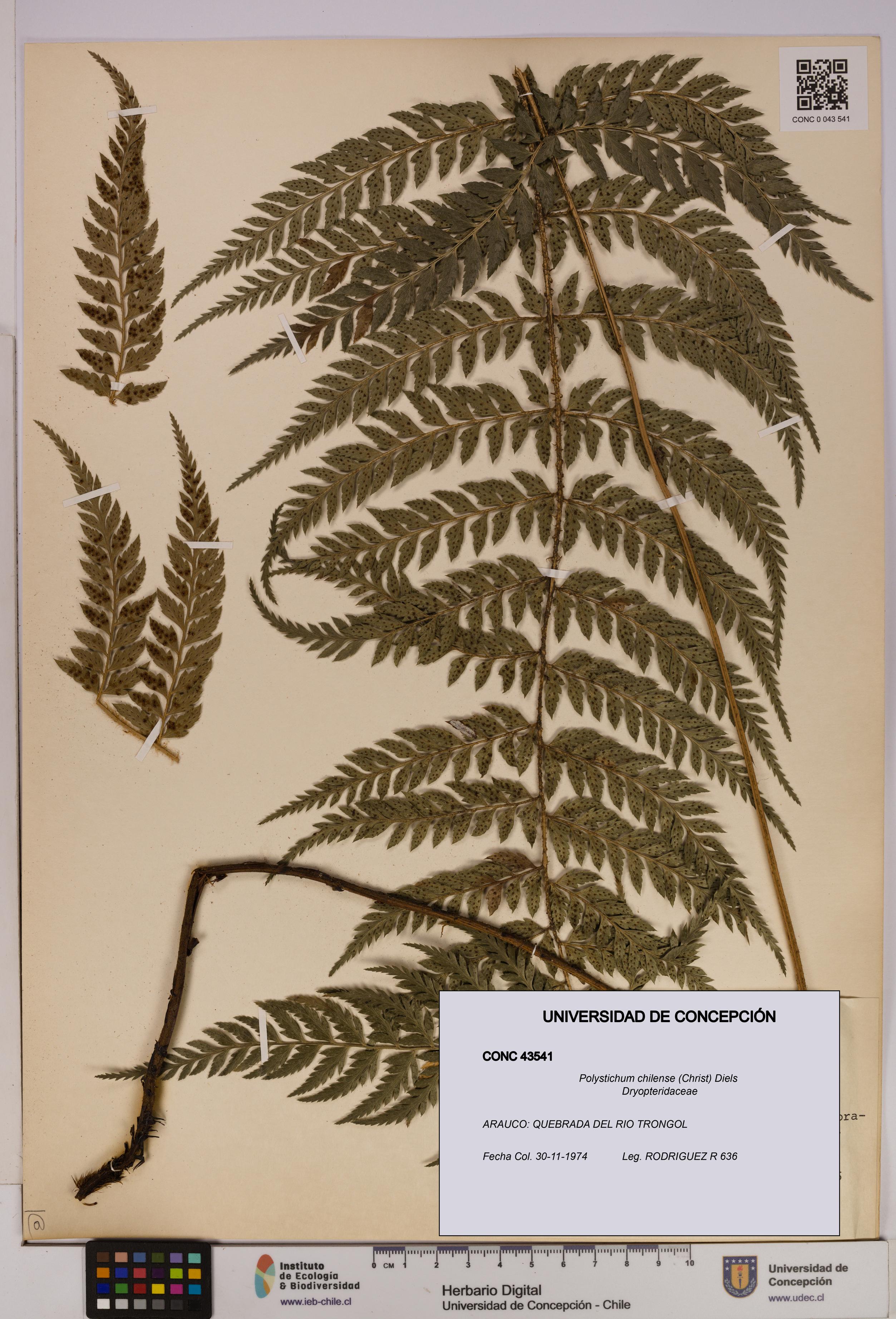 Polystichum chilense [Espécimen: UDEC:CONC:0043541]