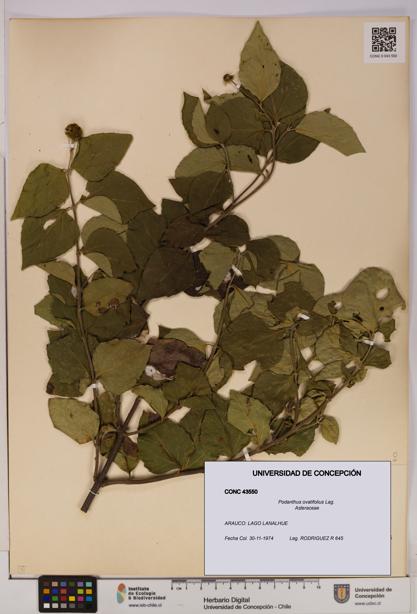 Podanthus ovatifolius [Espécimen: ]