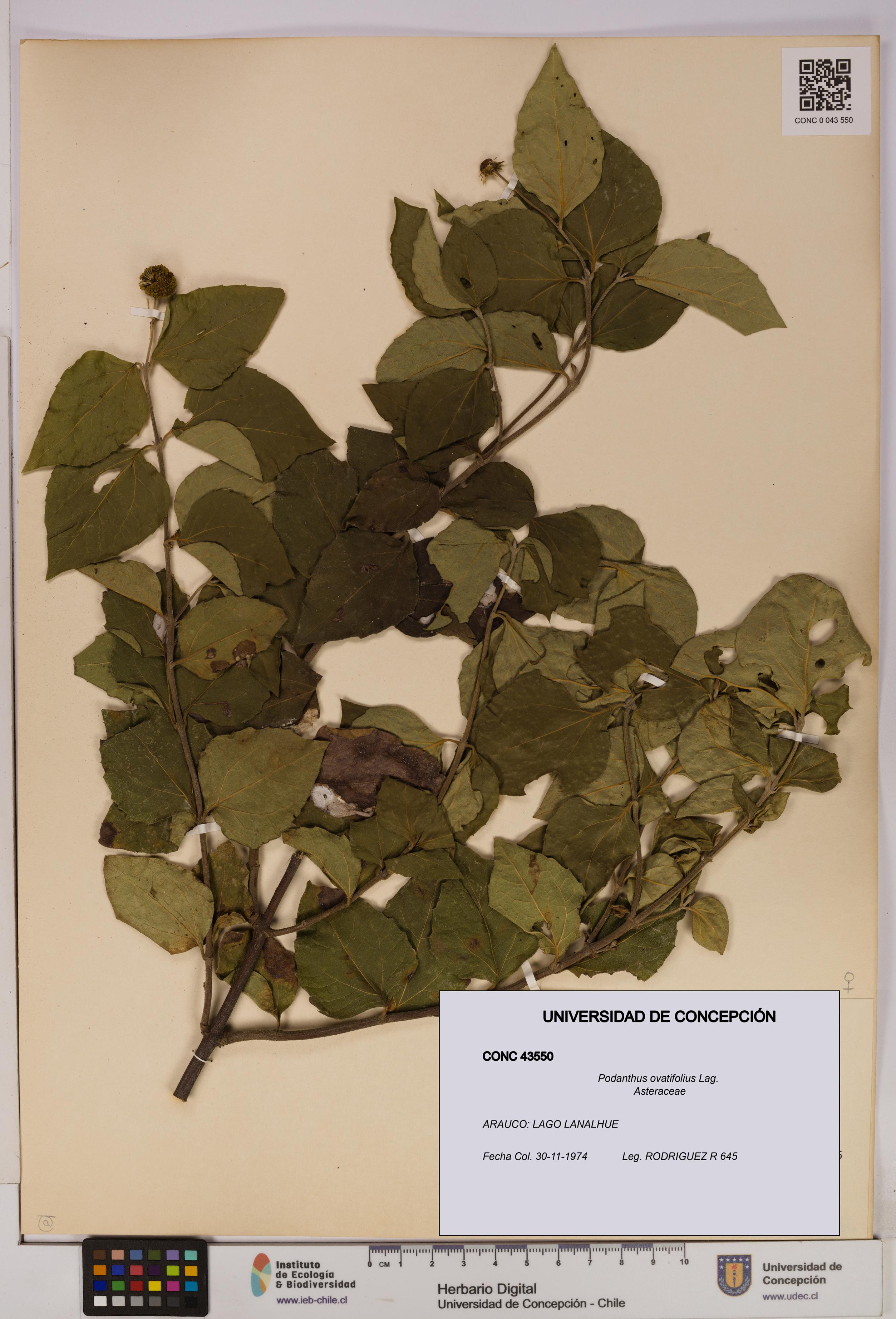 Podanthus ovatifolius [Espécimen: ]