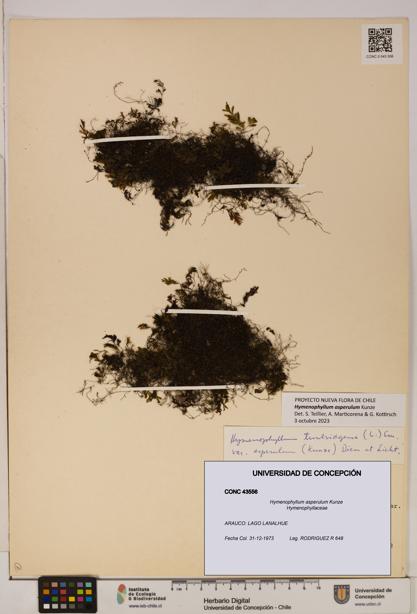 Hymenophyllum asperulum [Espécimen: UDEC:CONC:0043556]