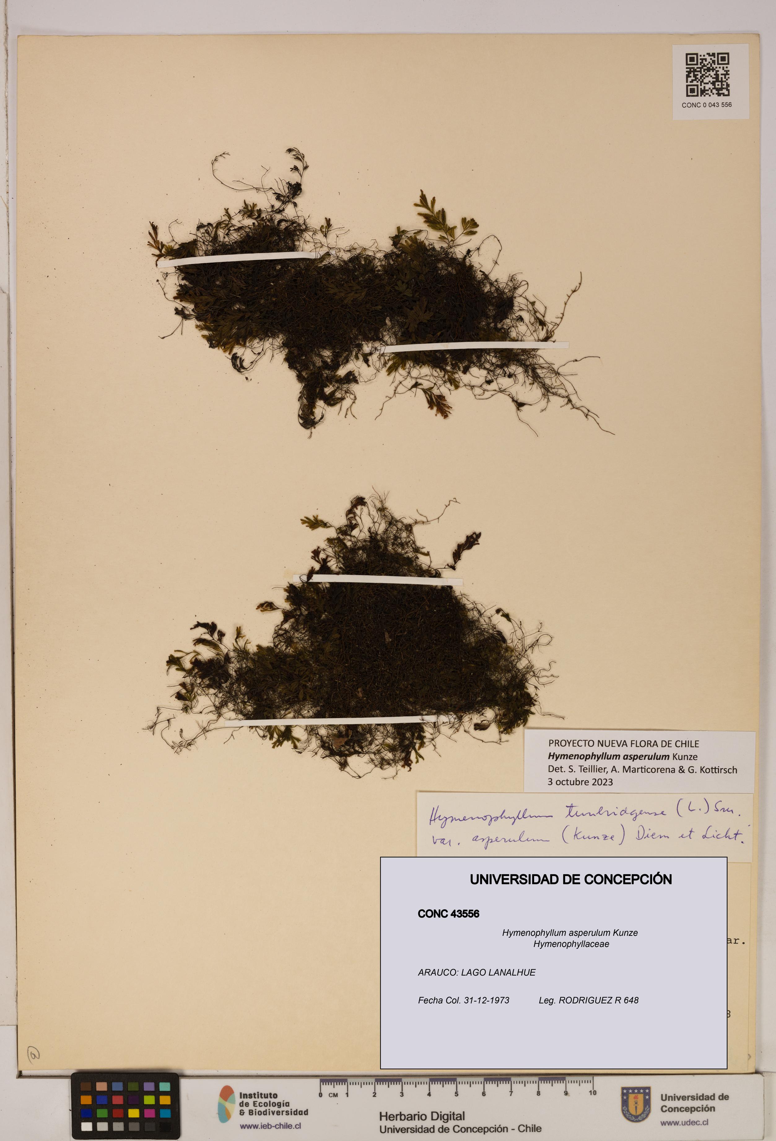 Hymenophyllum asperulum [Espécimen: UDEC:CONC:0043556]