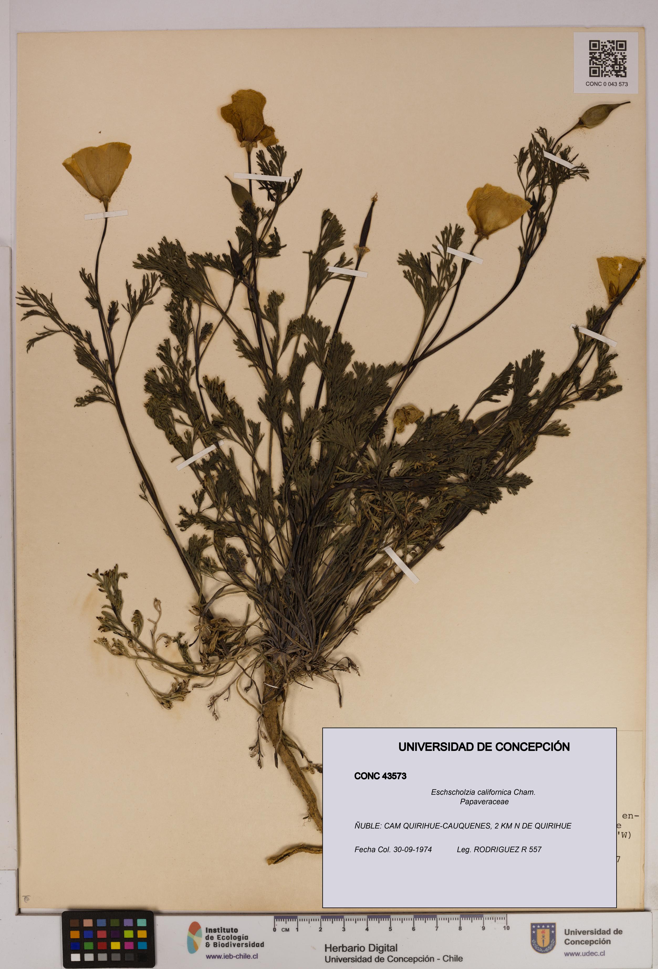 Eschscholzia californica [Espécimen: UDEC:CONC:0043573]