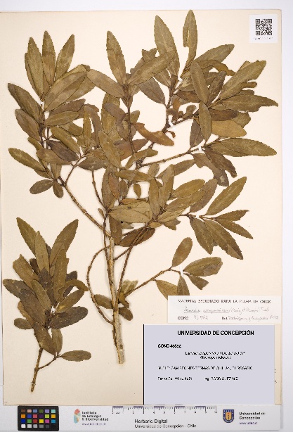 Laurelia sempervirens [Espécimen: UDEC:CONC:0043582]