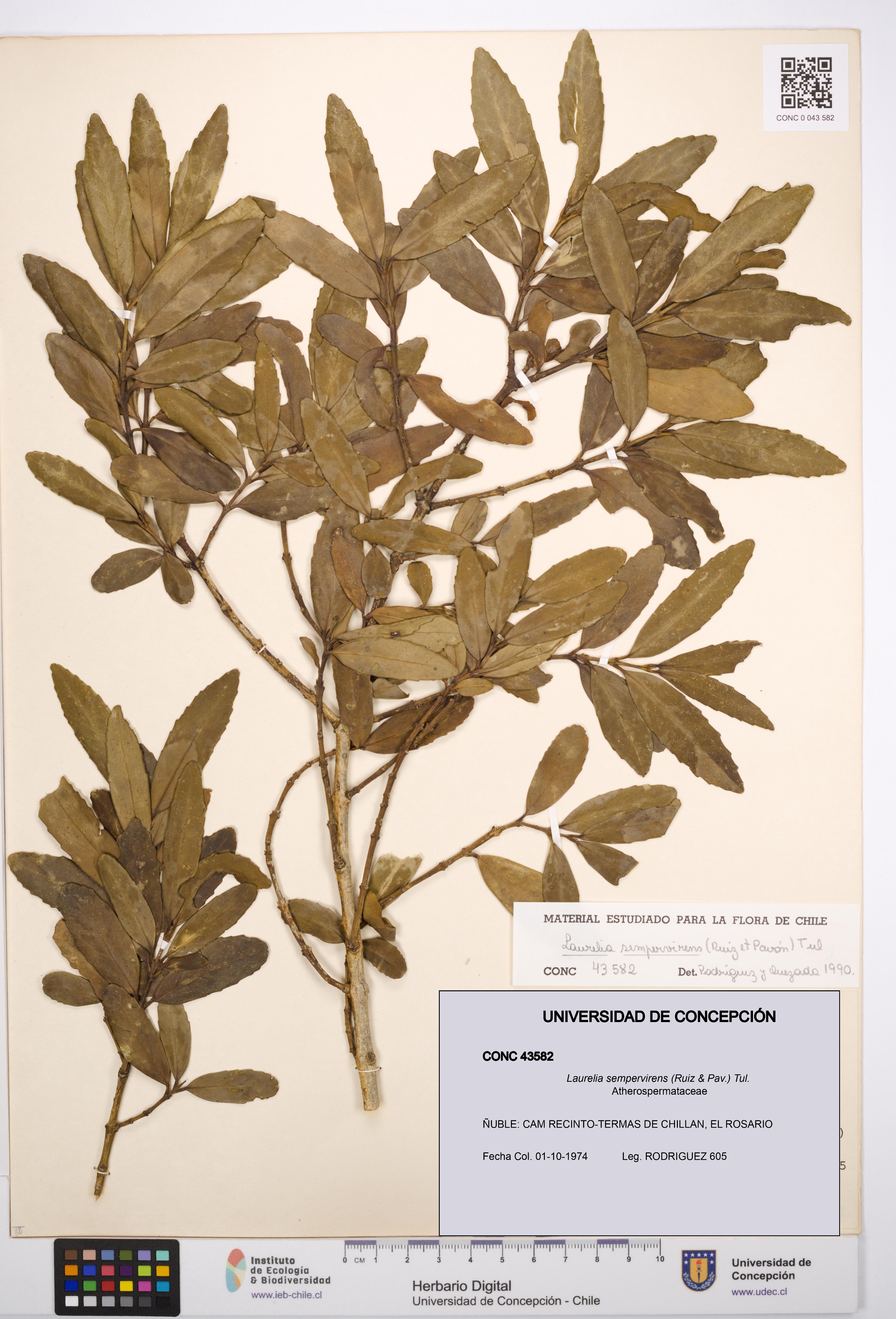 Laurelia sempervirens [Espécimen: UDEC:CONC:0043582]