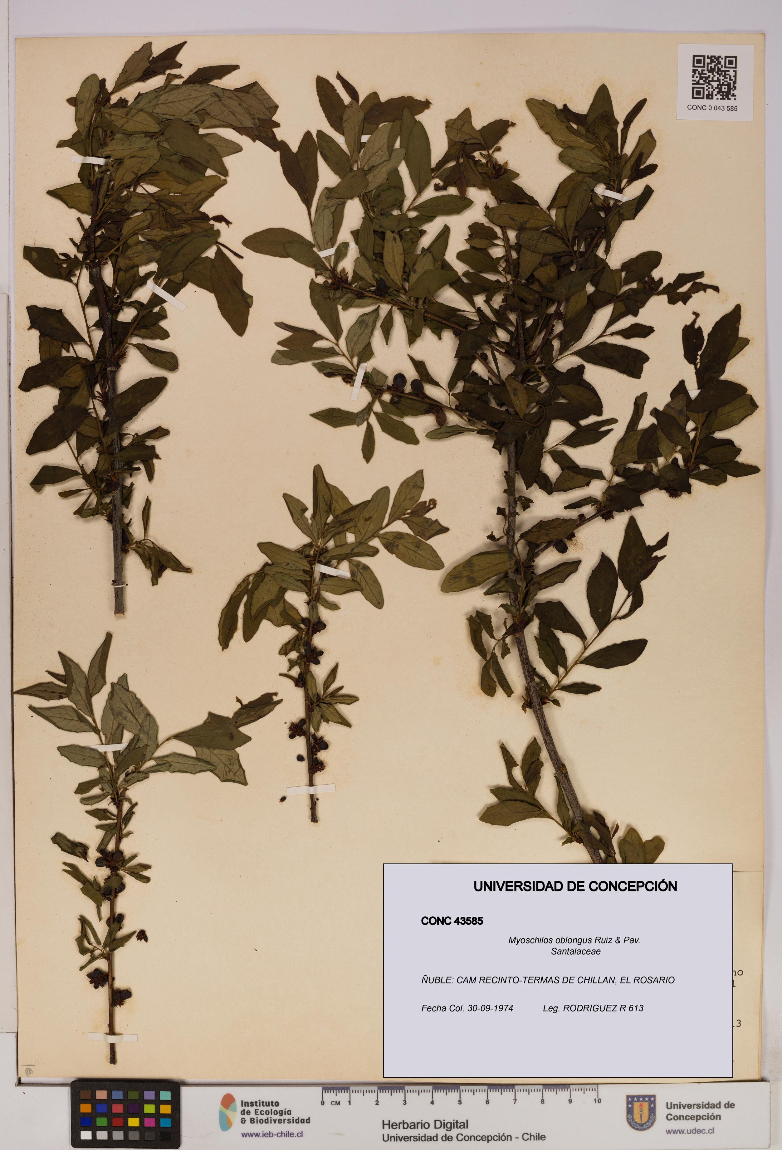 Myoschilos oblongus [Espécimen: UDEC:CONC:0043585]