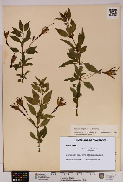 Fuchsia magellanica [Espécimen: UDEC:CONC:0043588]