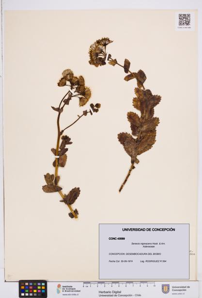 Senecio nigrescens [Espécimen: ]
