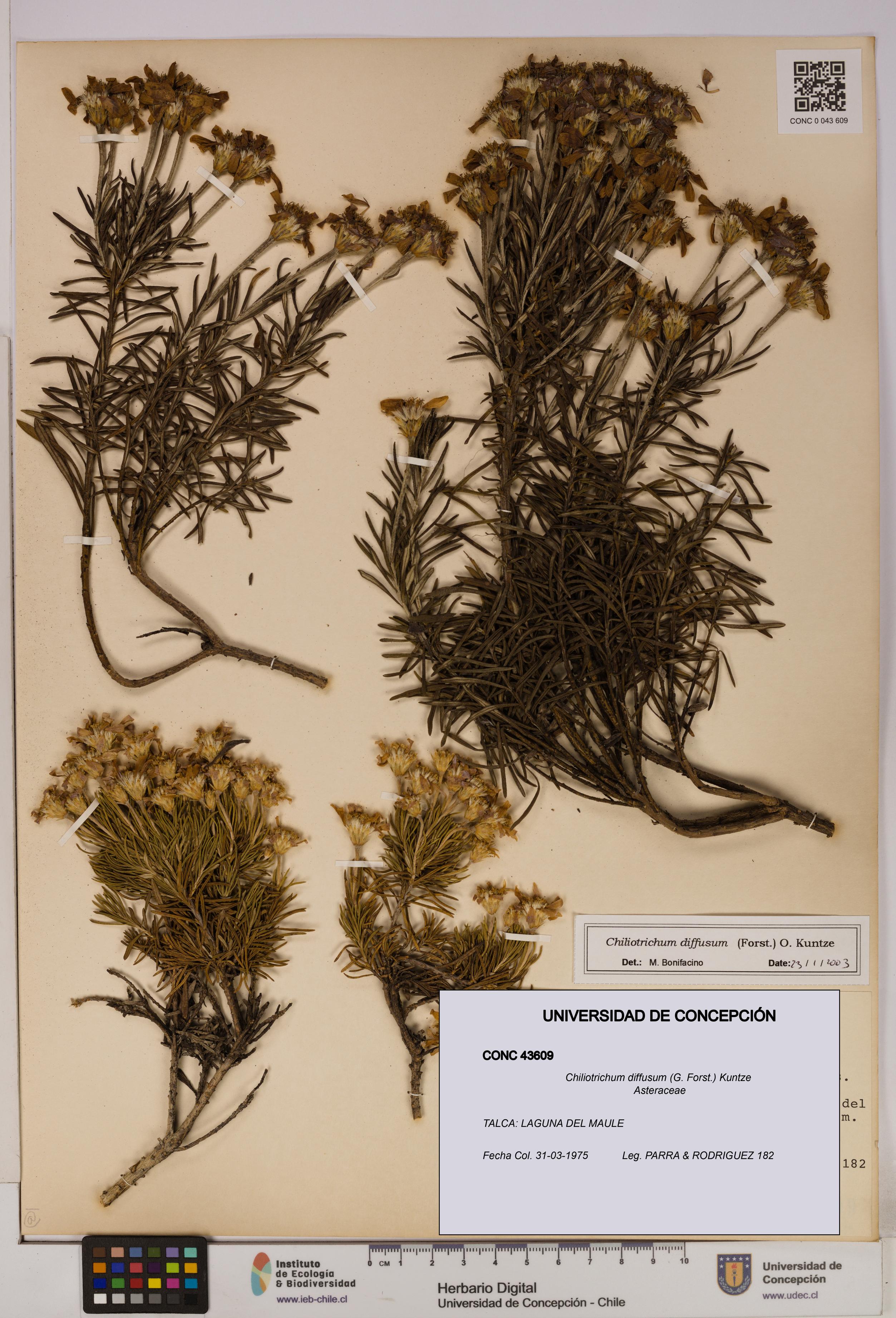 Chiliotrichum diffusum [Espécimen: UDEC:CONC:0043609]
