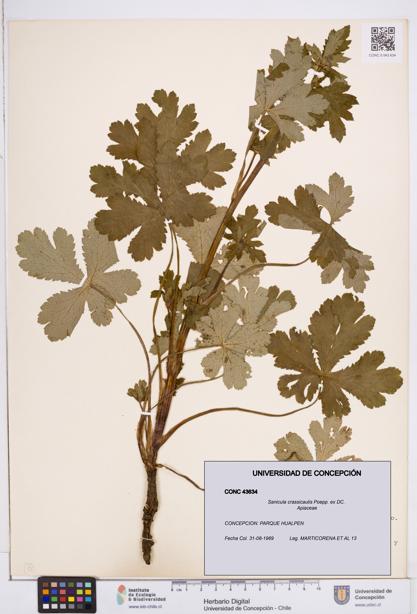 Sanicula crassicaulis [Espécimen: ]