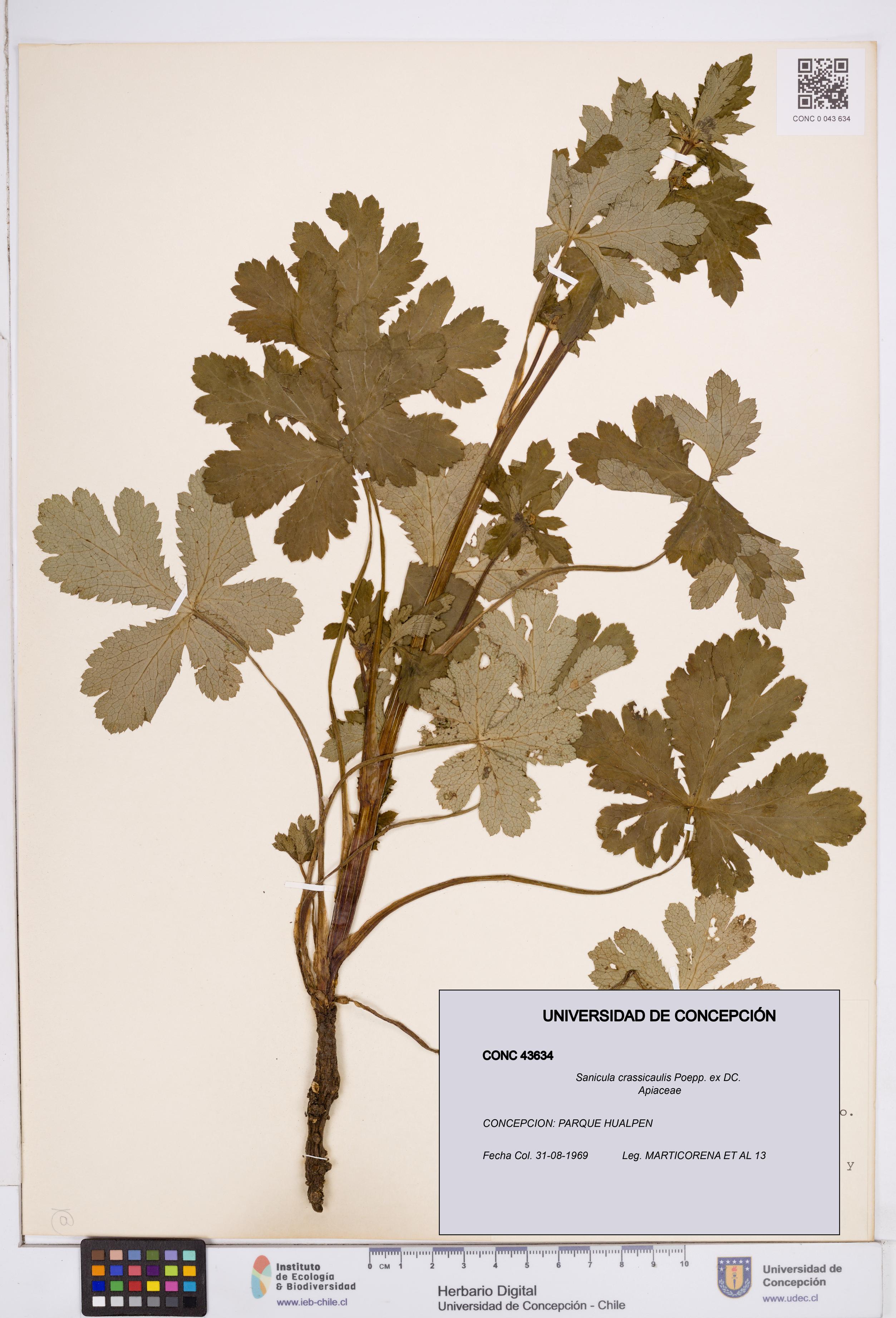 Sanicula crassicaulis [Espécimen: ]