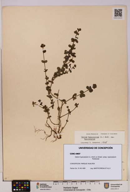 Galium hypocarpium subsp. hypocarpium [Espécimen: UDEC:CONC:0043637]