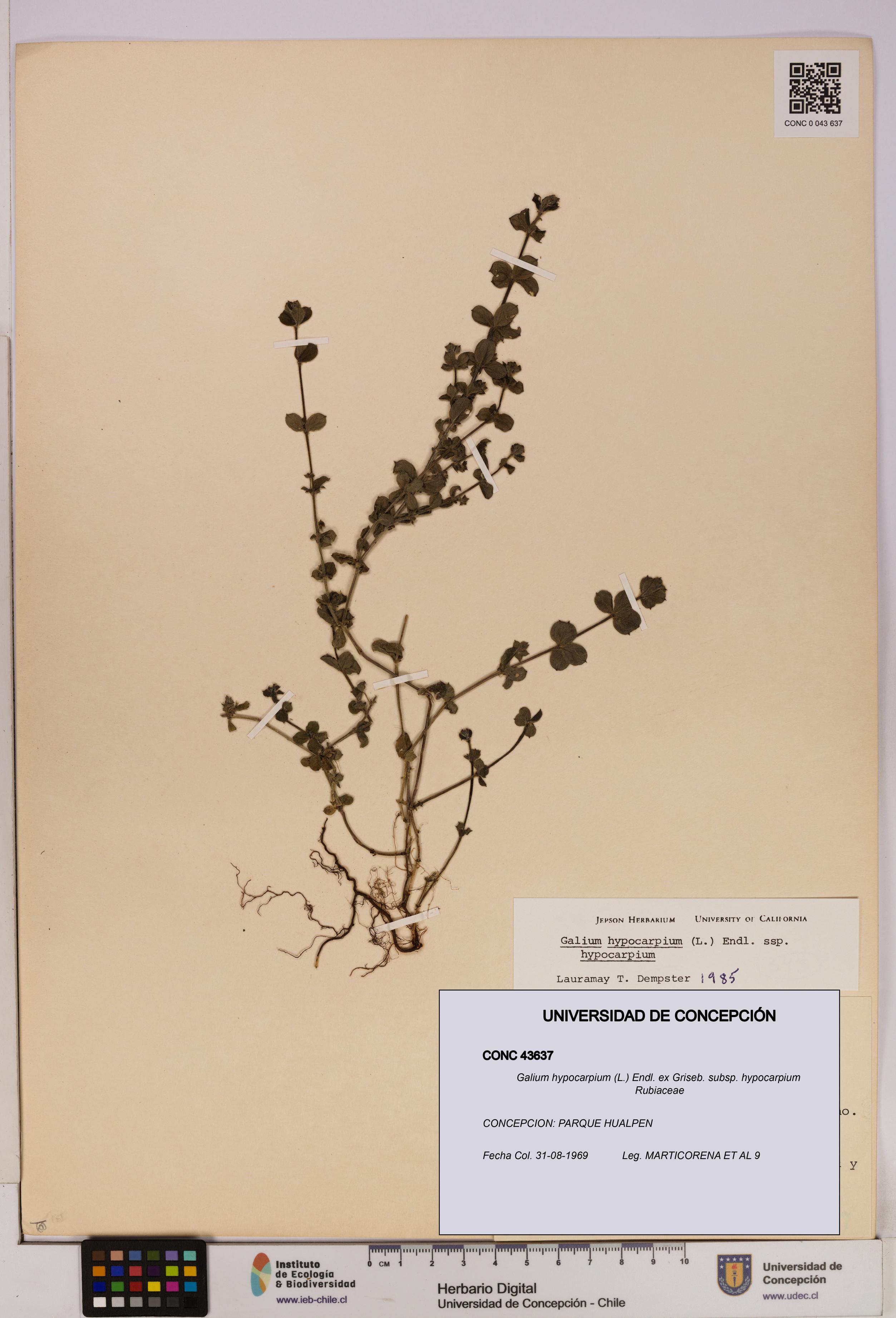 Galium hypocarpium subsp. hypocarpium [Espécimen: UDEC:CONC:0043637]