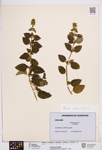 Mentha aquatica [Espécimen: ]