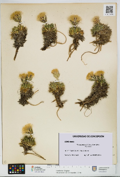 Perezia pilifera [Espécimen: UDEC:CONC:0043643]