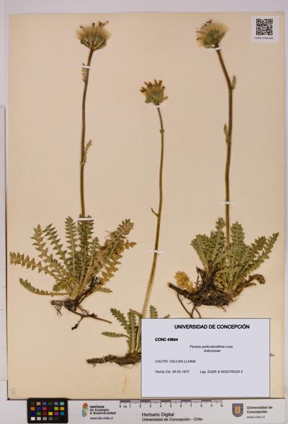 Perezia pedicularidifolia [Espécimen: UDEC:CONC:0043644]
