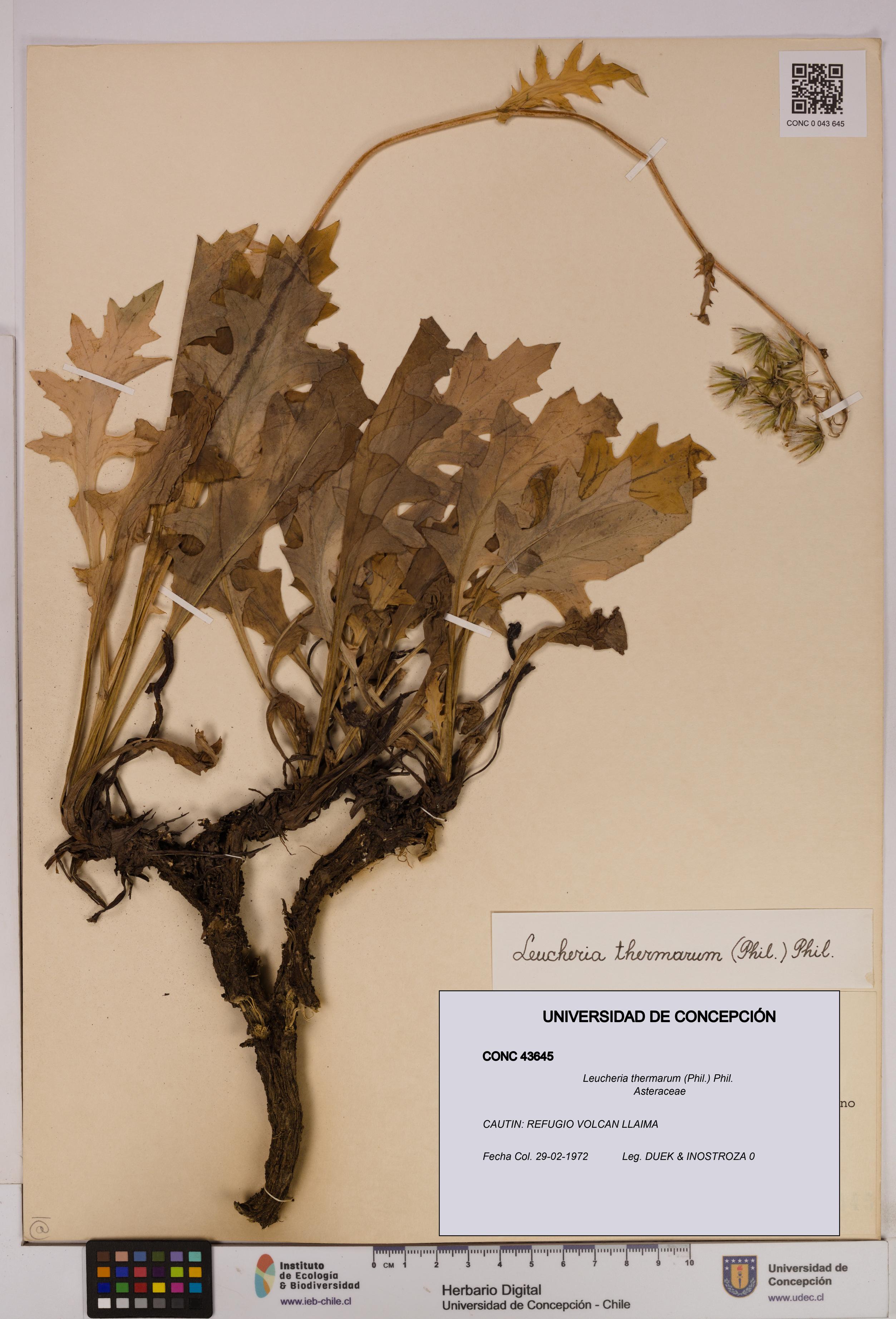 Leucheria thermarum [Espécimen: UDEC:CONC:0043645]