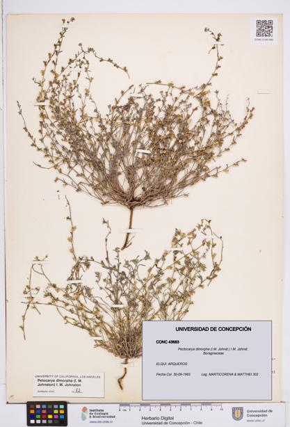 Pectocarya dimorpha [Espécimen: ]