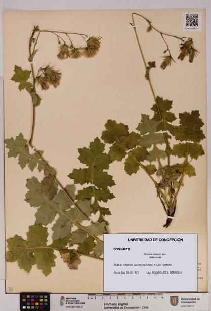 Perezia nutans [Espécimen: UDEC:CONC:0043711]