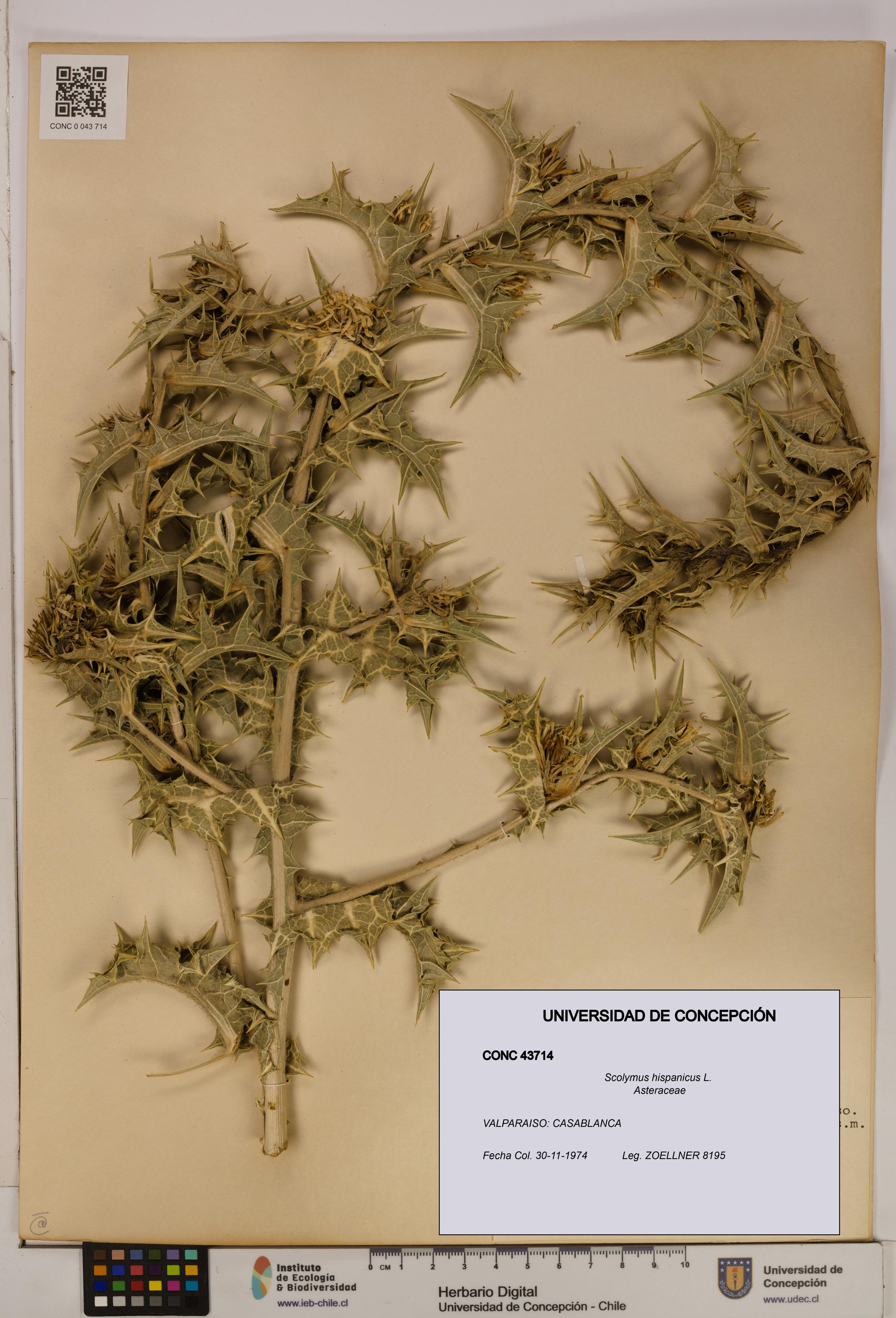 Scolymus hispanicus [Espécimen: ]
