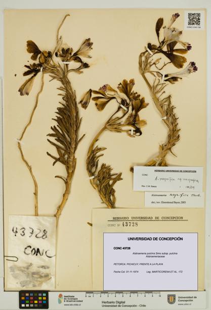 Alstroemeria pulchra [Espécimen: UDEC:CONC:0043728]