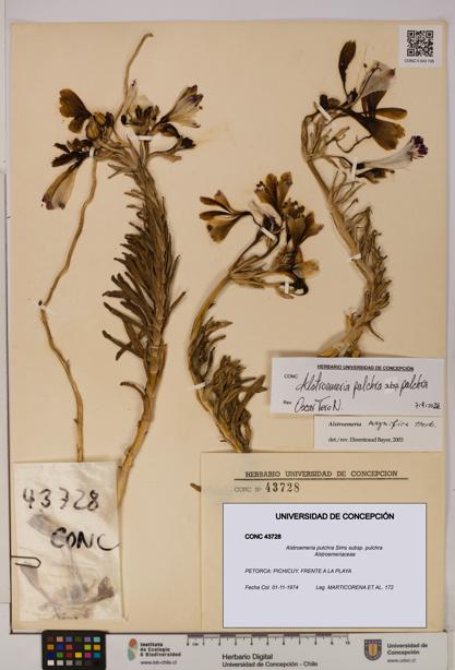 Alstroemeria pulchra subsp. pulchra [Espécimen: UDEC:CONC:0043728]