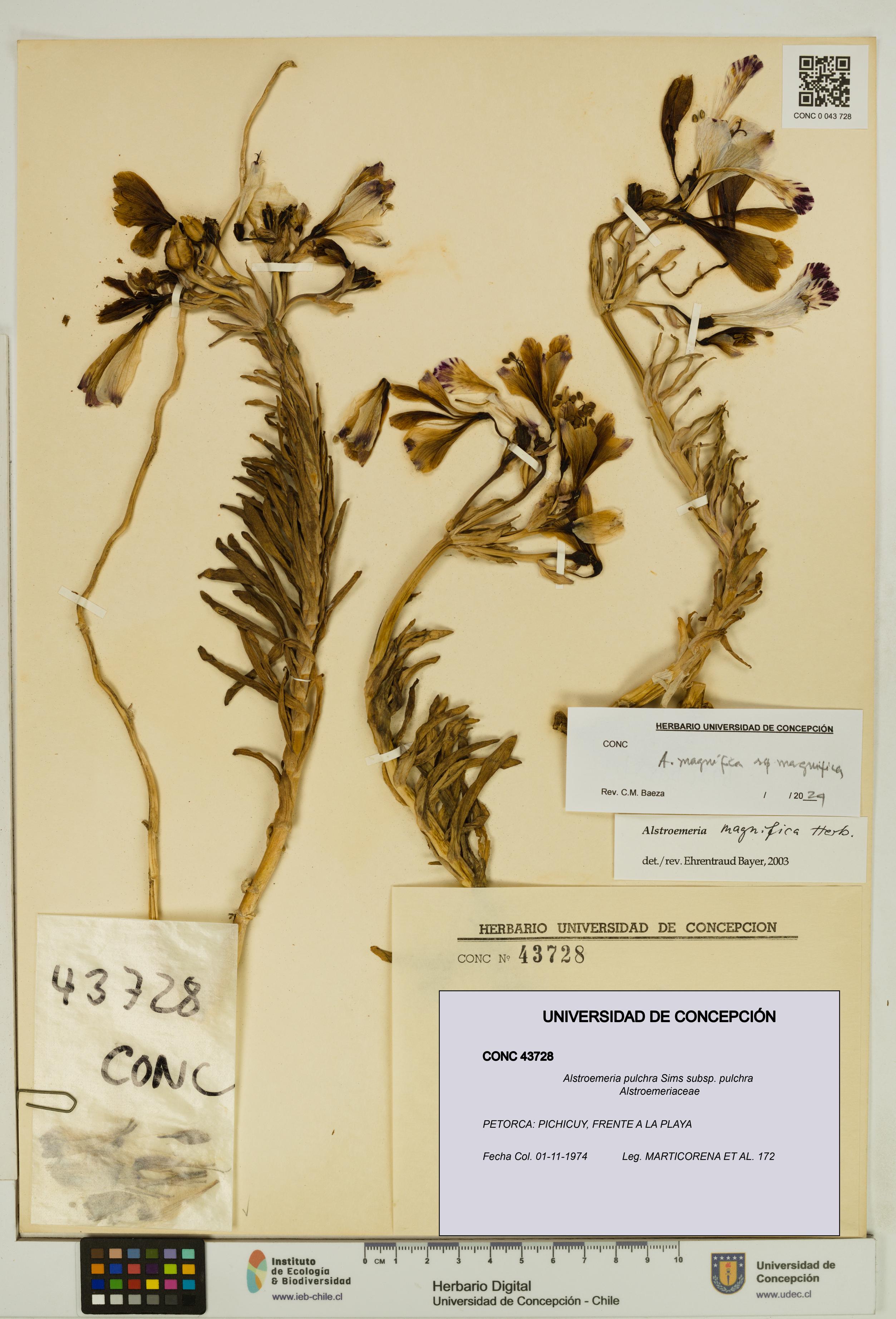 Alstroemeria pulchra [Espécimen: UDEC:CONC:0043728]