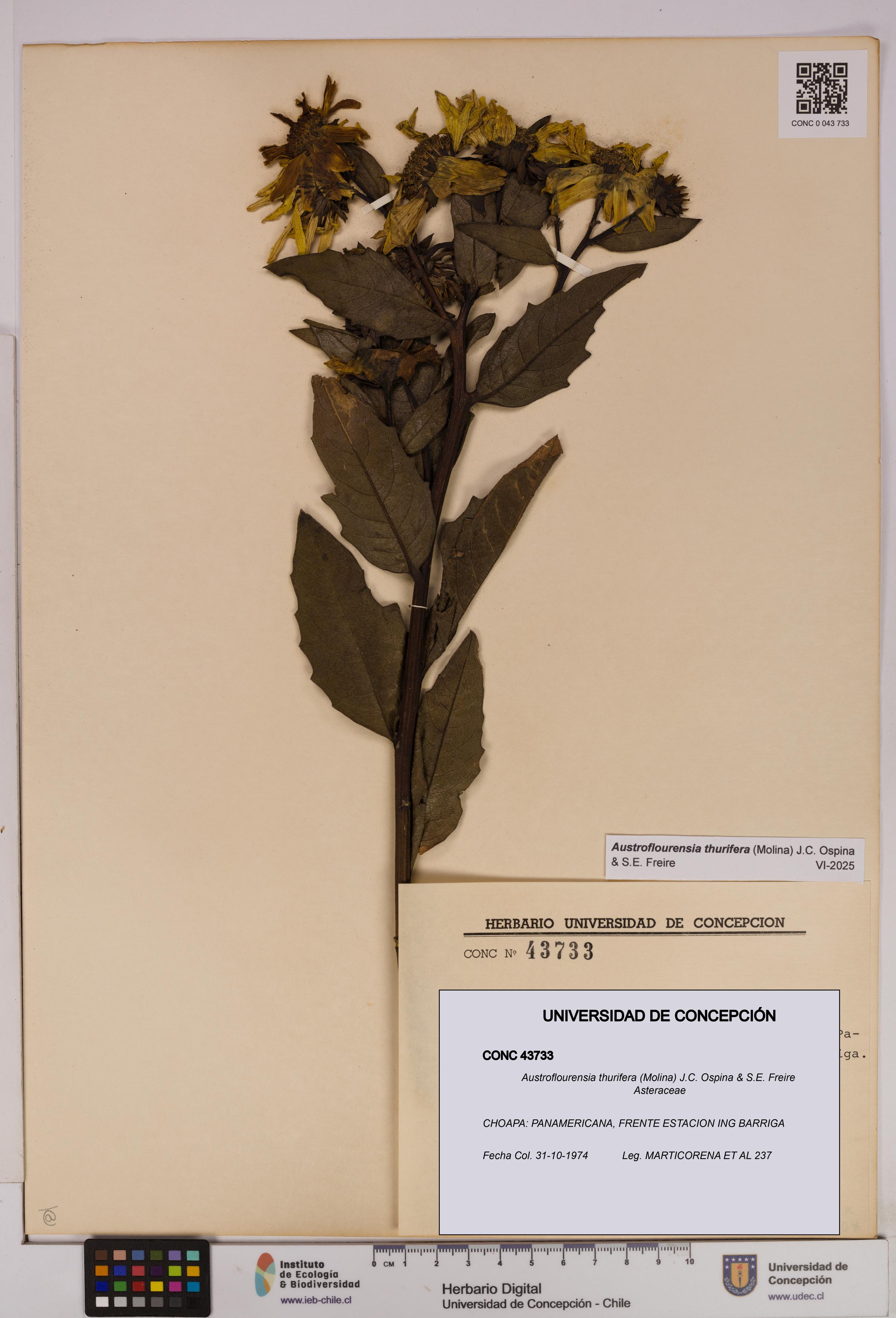 Austroflourensia thurifera [Espécimen: UDEC:CONC:0043733]