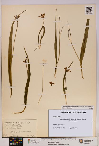 Tecophilaea violiflora fma. violiflora [Espécimen: UDEC:CONC:0043765]