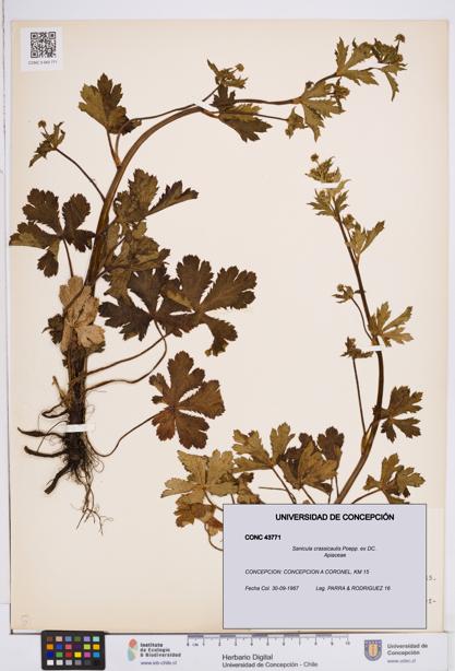 Sanicula crassicaulis [Espécimen: ]