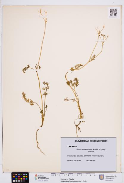 Daucus montanus [Espécimen: ]