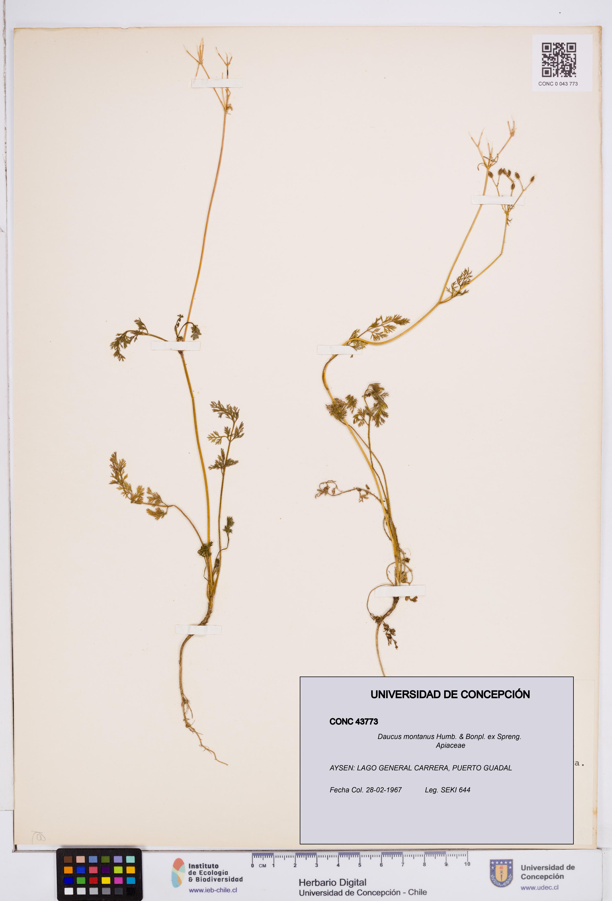 Daucus montanus [Espécimen: ]