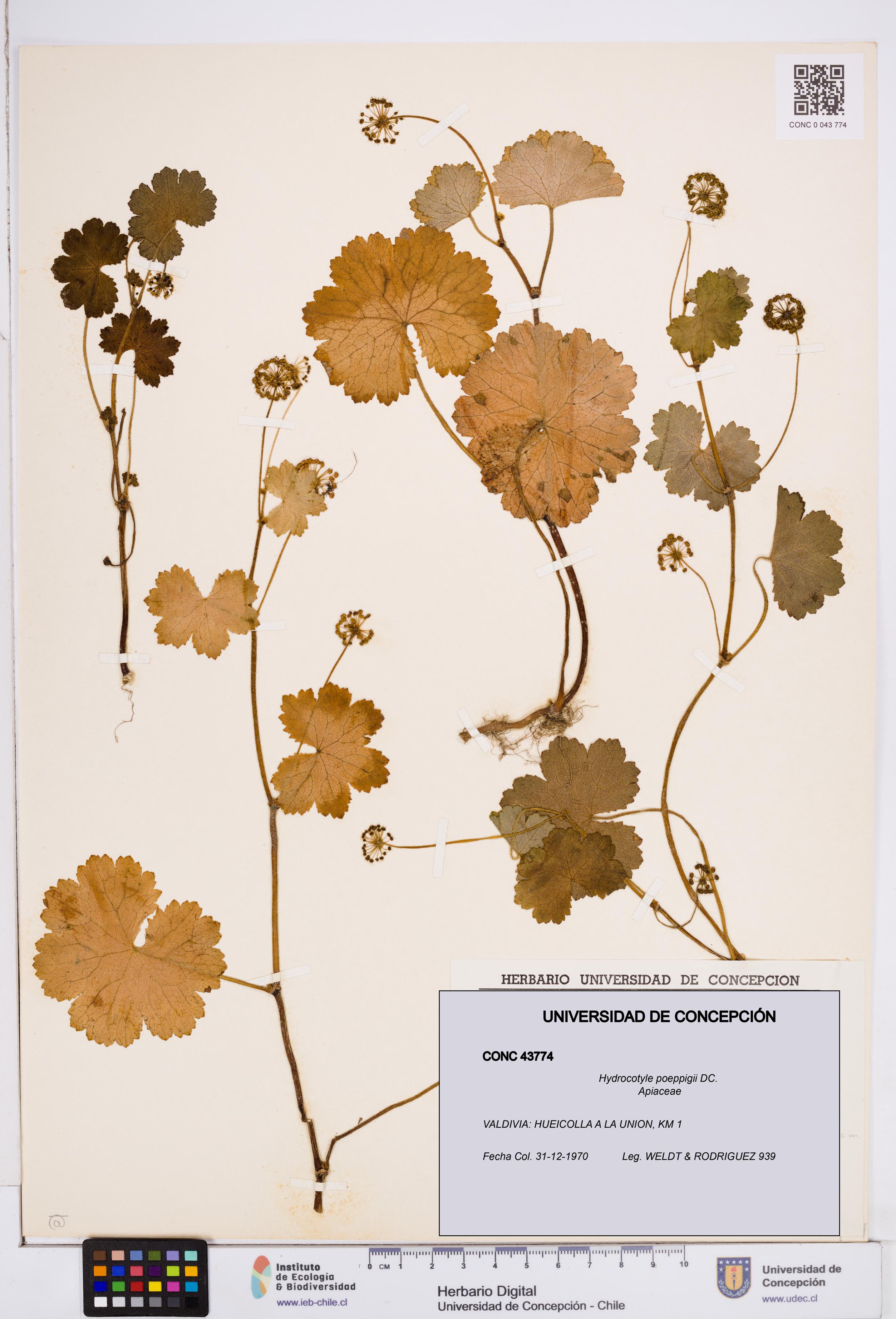 Hydrocotyle poeppigii [Espécimen: ]