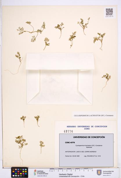 Cyclospermum laciniatum [Espécimen: ]