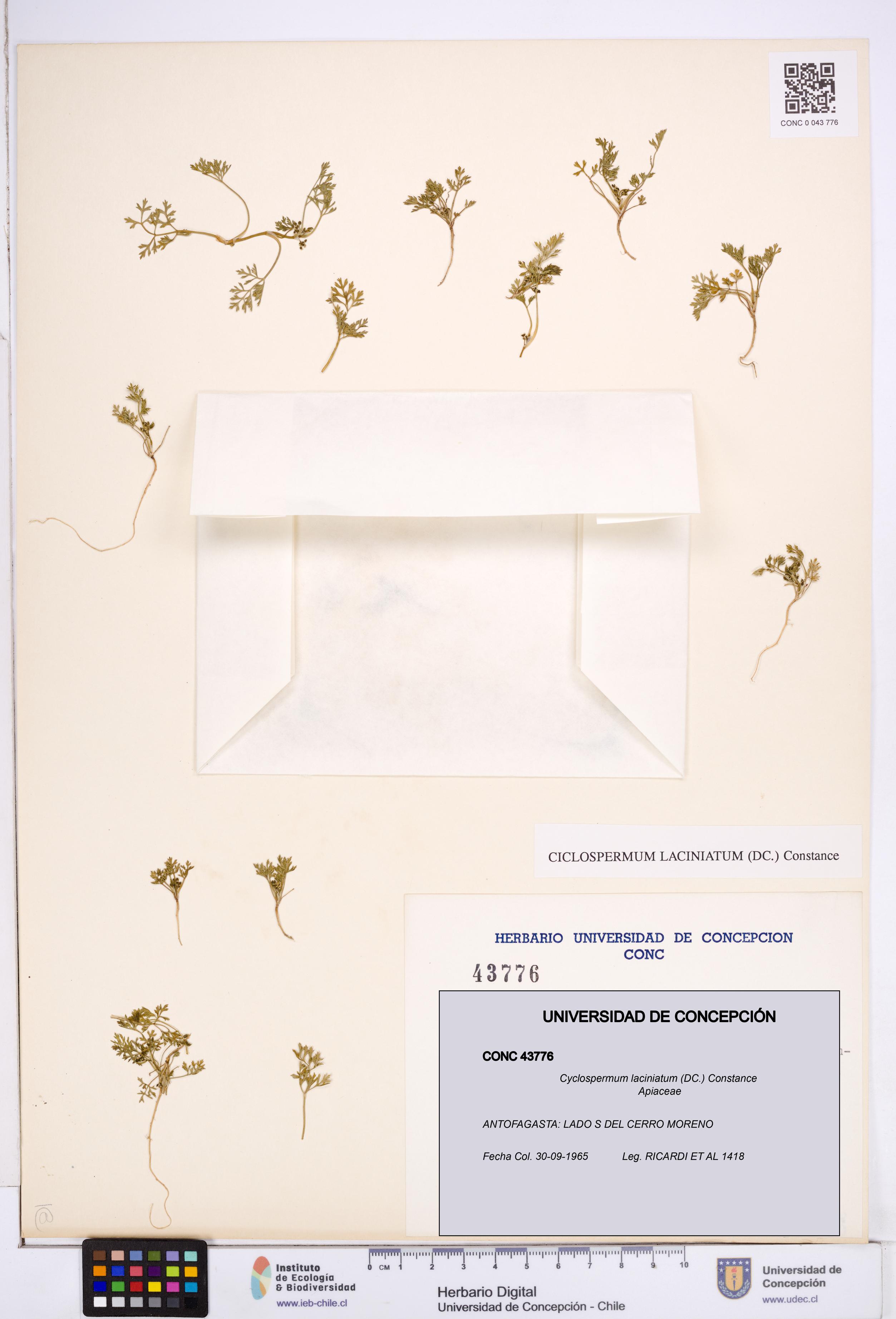 Cyclospermum laciniatum [Espécimen: ]