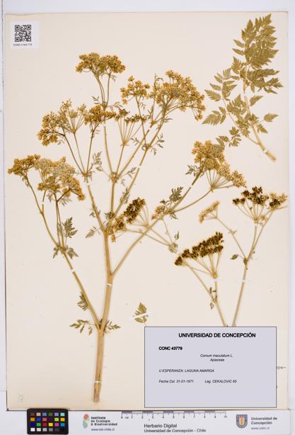 Conium maculatum [Espécimen: ]