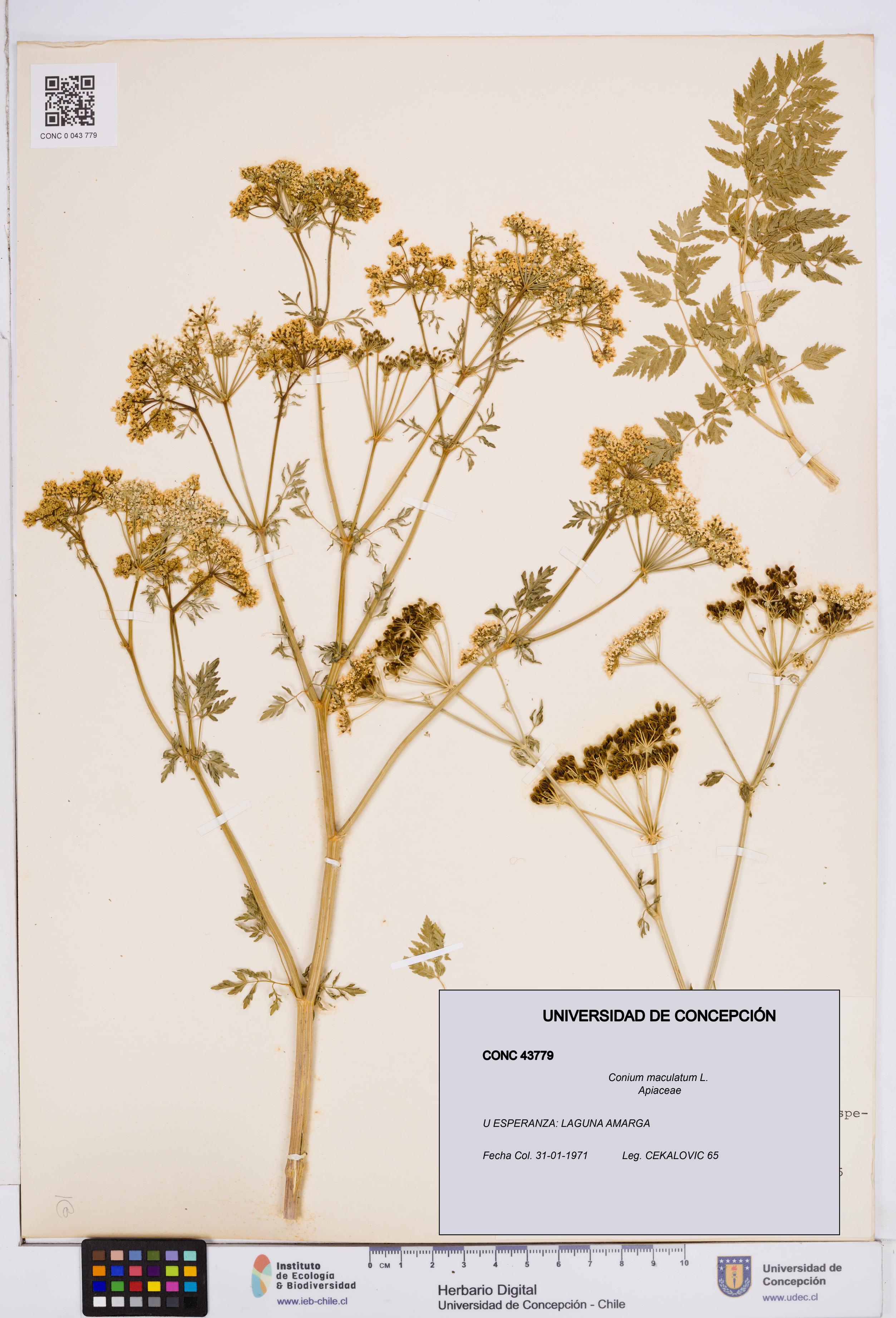 Conium maculatum [Espécimen: ]