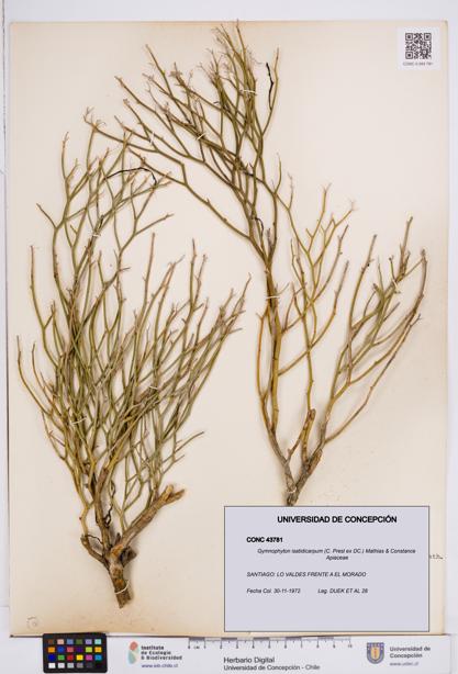 Gymnophyton isatidicarpum [Espécimen: ]