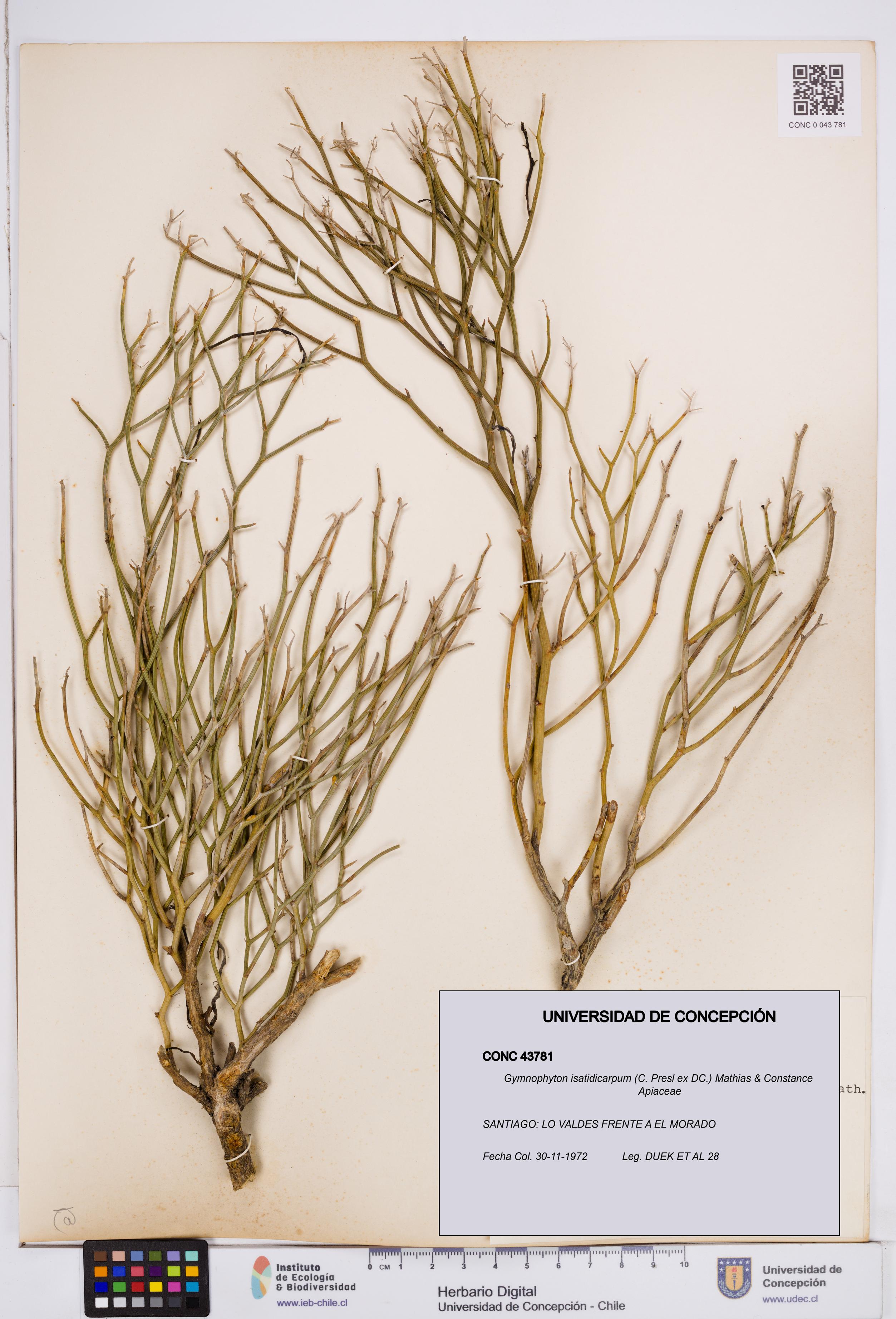 Gymnophyton isatidicarpum [Espécimen: ]