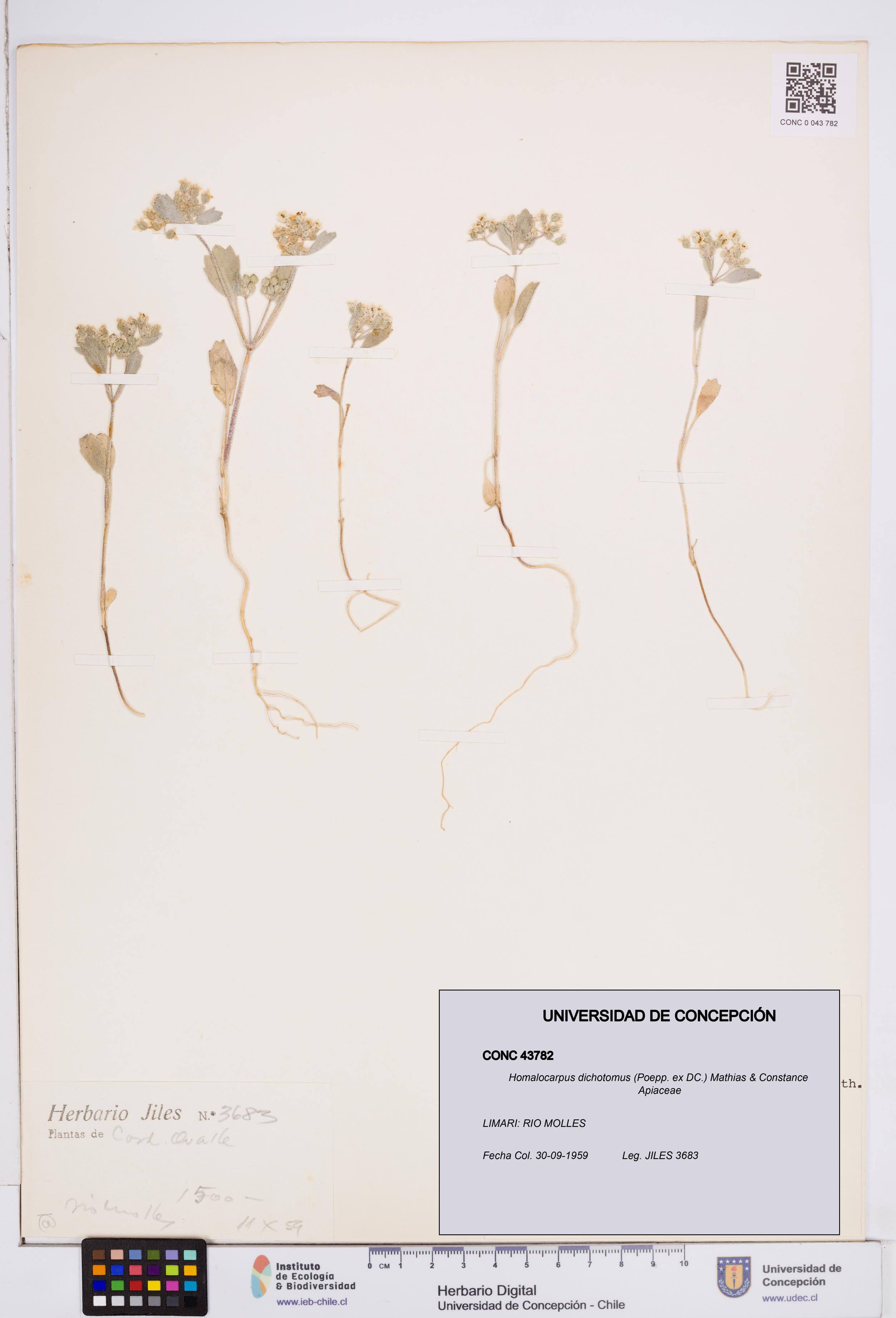 Homalocarpus dichotomus [Espécimen: ]
