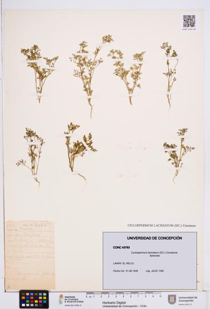 Cyclospermum laciniatum [Espécimen: ]