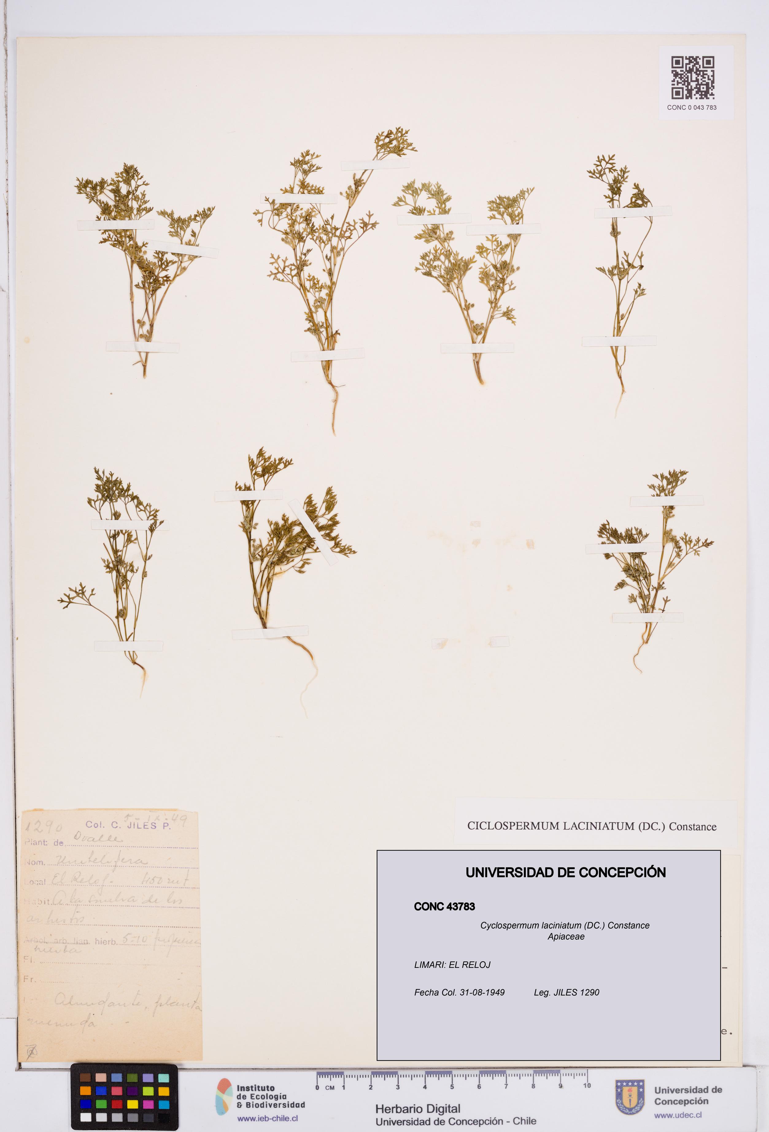 Cyclospermum laciniatum [Espécimen: ]