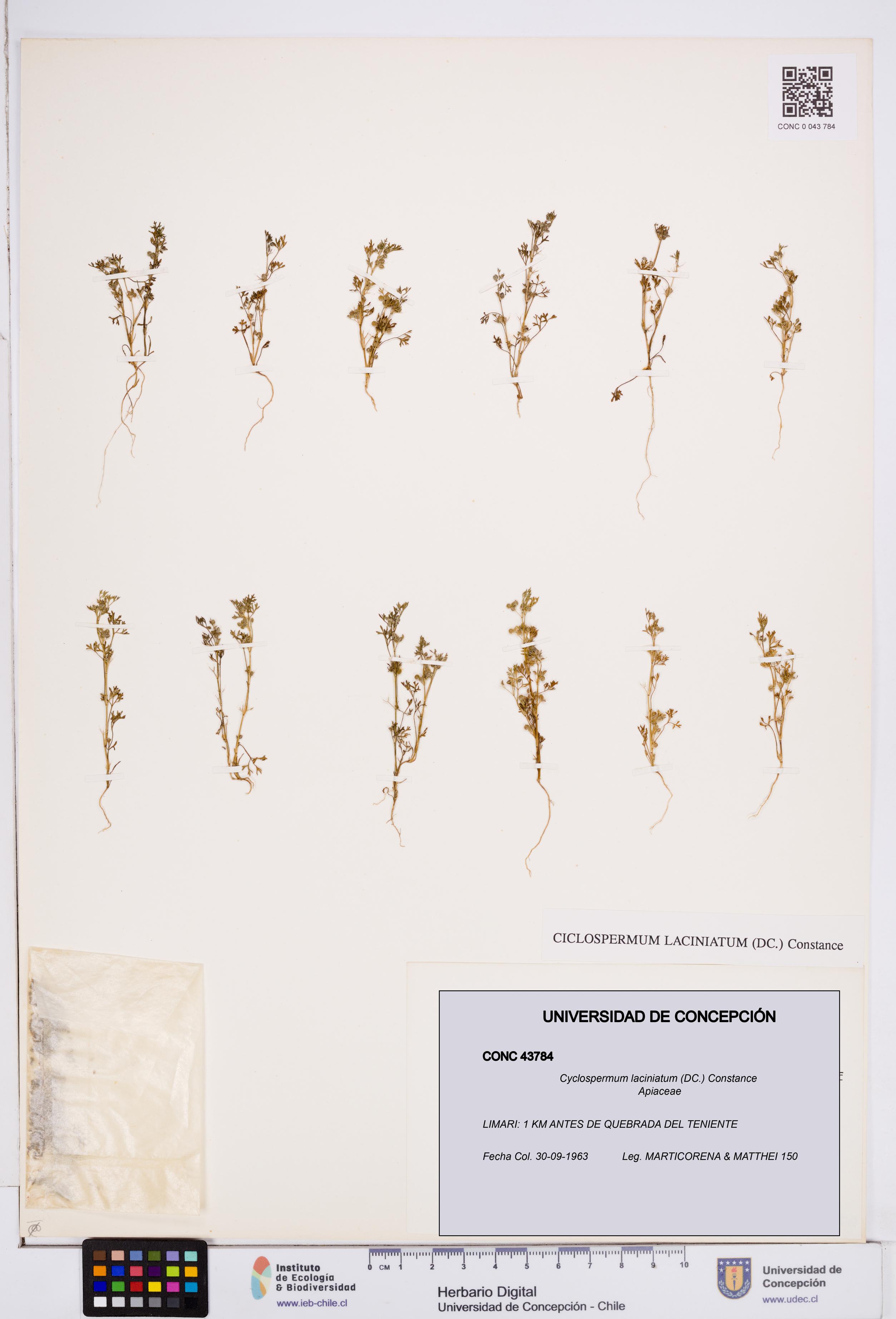 Cyclospermum laciniatum [Espécimen: ]