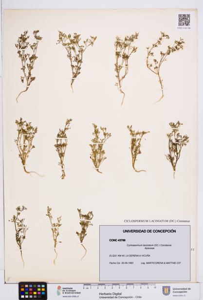 Cyclospermum laciniatum [Espécimen: ]
