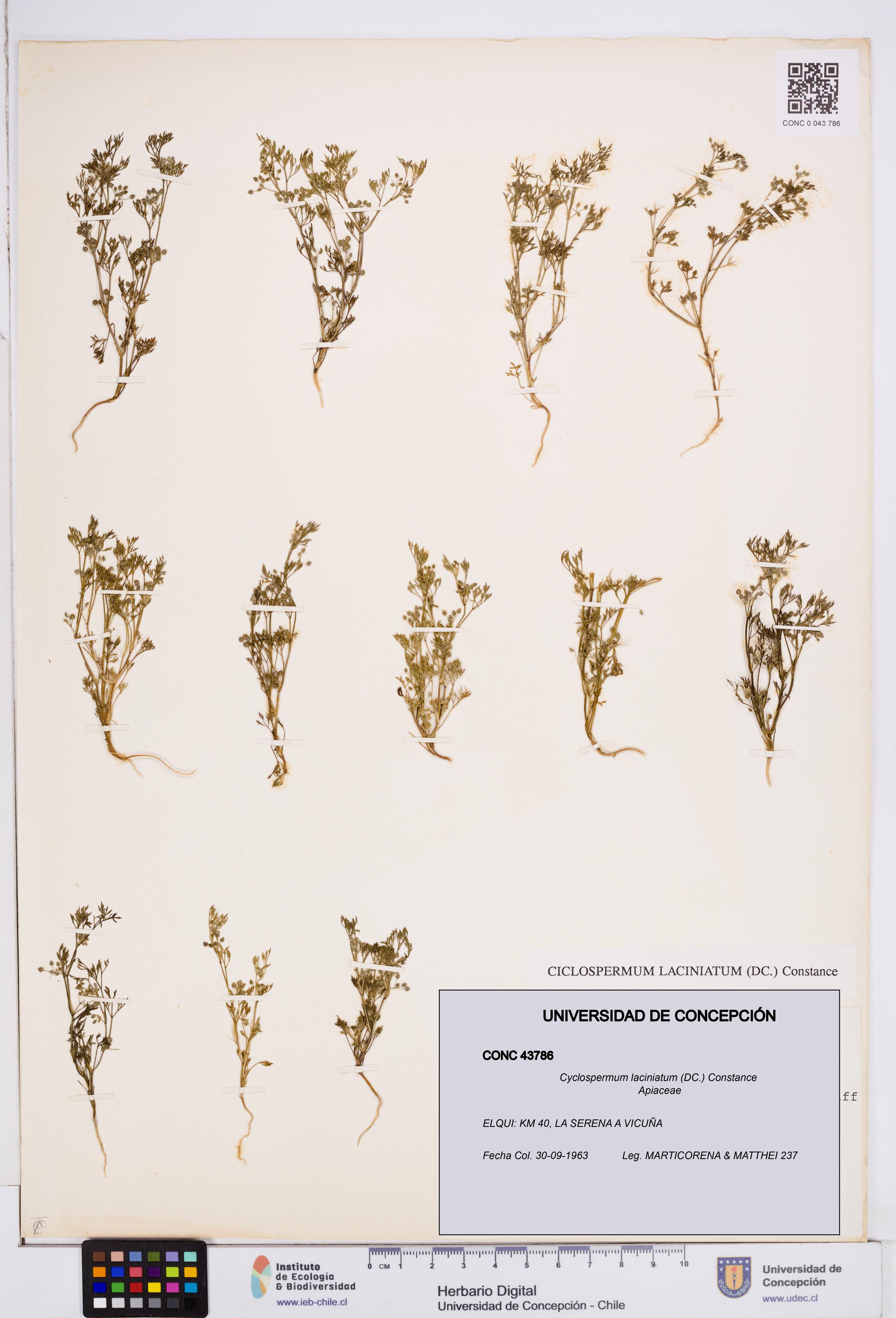Cyclospermum laciniatum [Espécimen: ]