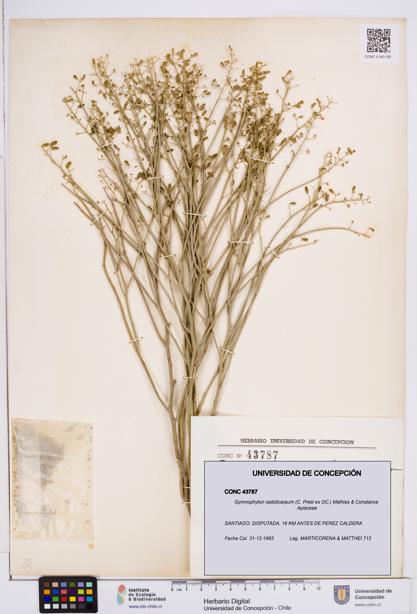 Gymnophyton isatidicarpum [Espécimen: ]